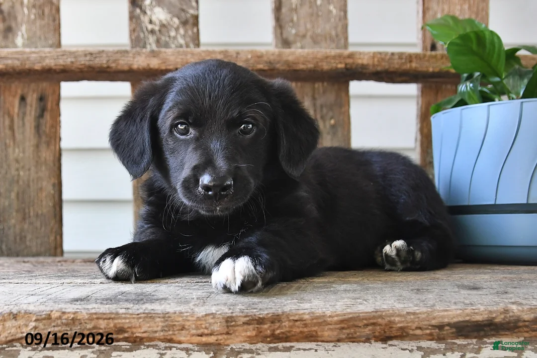 Mixed Breed dogs for sale: Scott - Ad 2