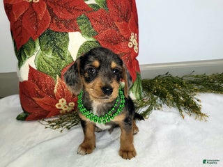 Mixed Breed dogs Rocky - Ad 37