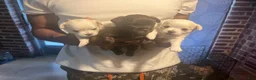Chihuahua dogs for sale: Male White w/ Light Brown Markings Chihuahua 3 - Ad 8