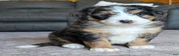 Mini Bernedoodle dogs for sale: Mini Bentley  - Ad 30