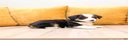Miniature Australian Shepherd dogs for sale: Rose - Ad 3