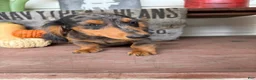 Miniature Dachshund dogs for sale: Chuck - Ad 4