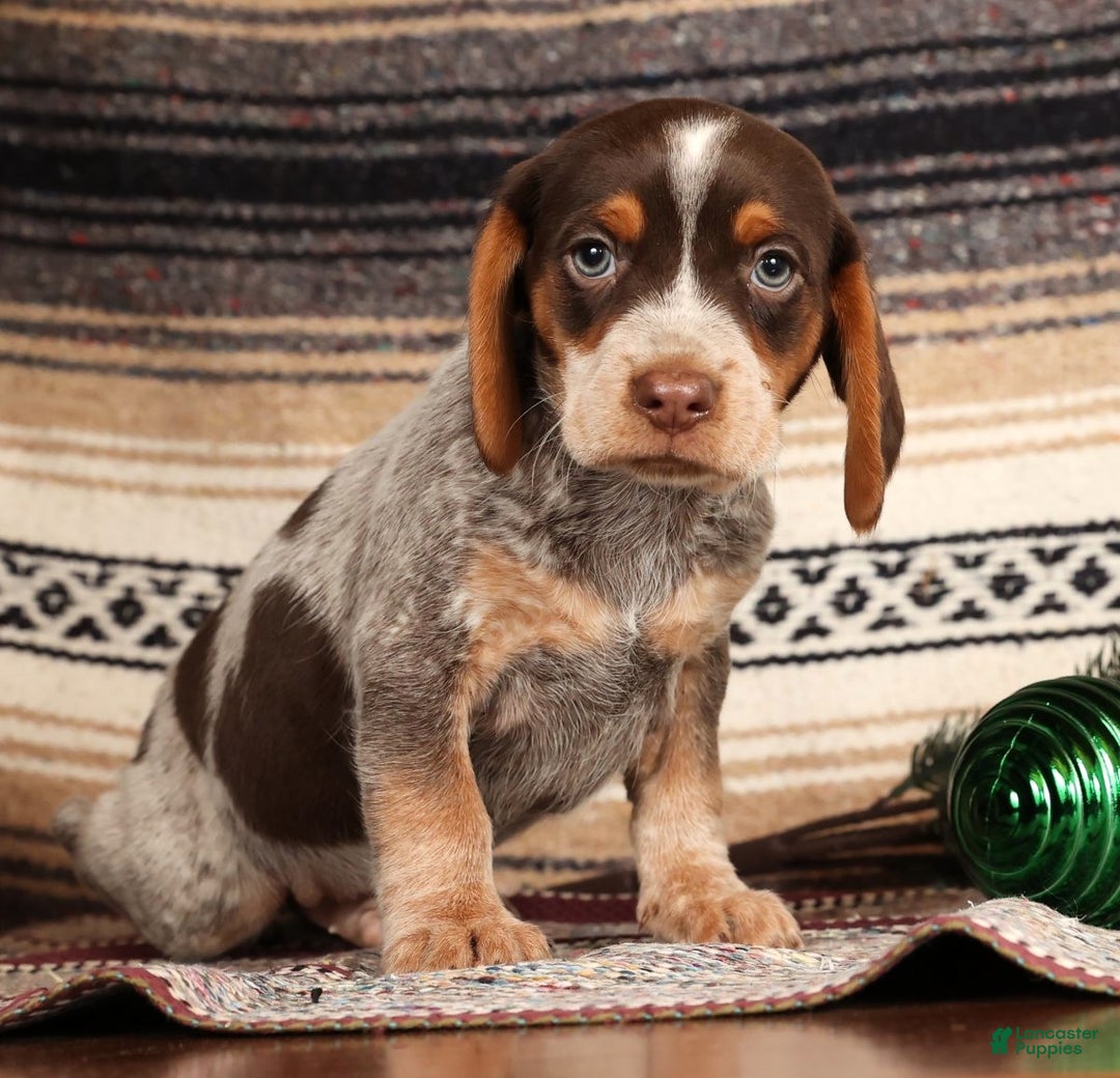 Beagle dogs for sale: Comet - Ad 1