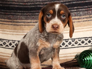 Beagle dogs Comet - Ad 15