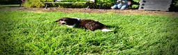 Havapoo dogs for sale: Bandit - Ad 16