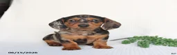 Miniature Dachshund dogs for sale: Digger - Ad 1