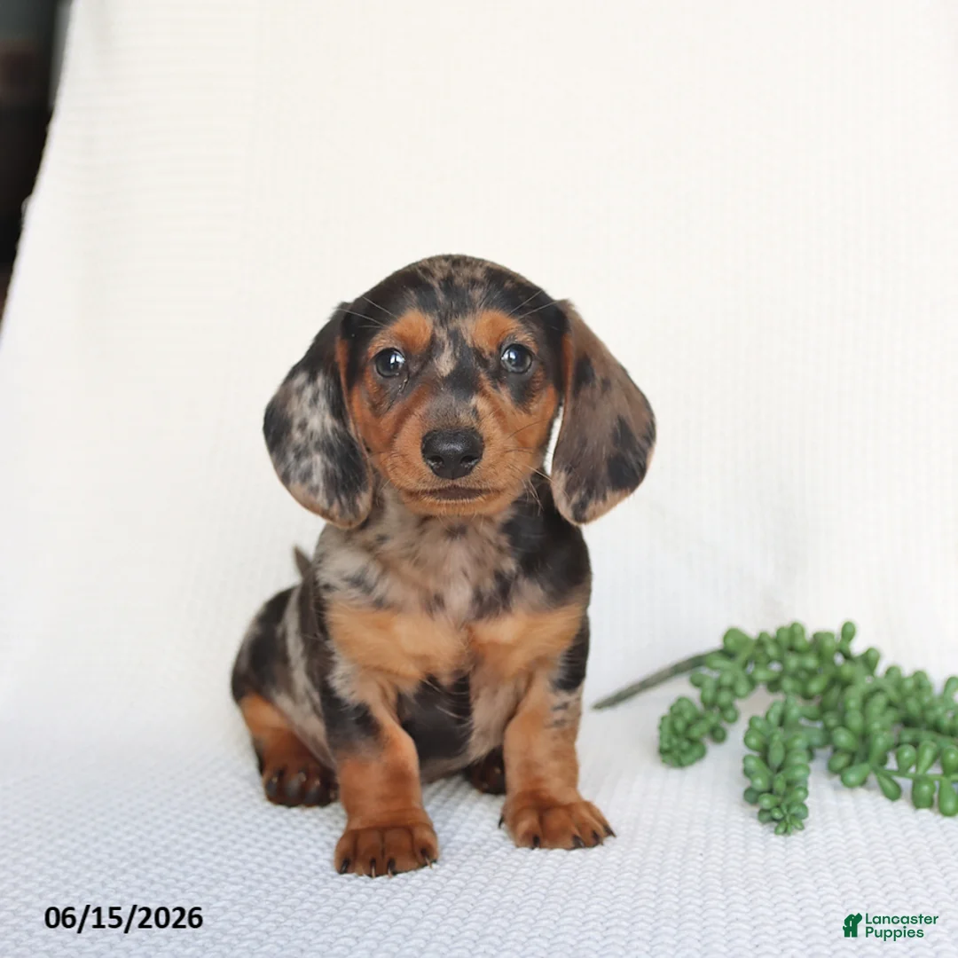 Miniature Dachshund dogs for sale: Digger - Ad 1