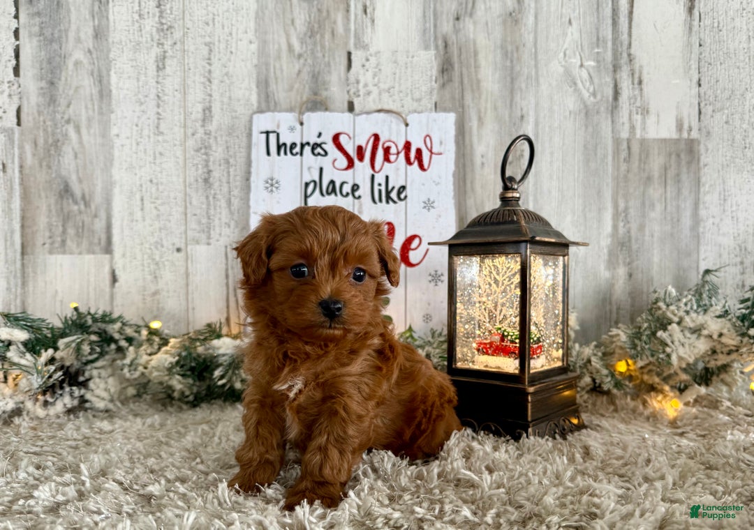 Maltipoo dogs for sale: Roxy - Ad 3