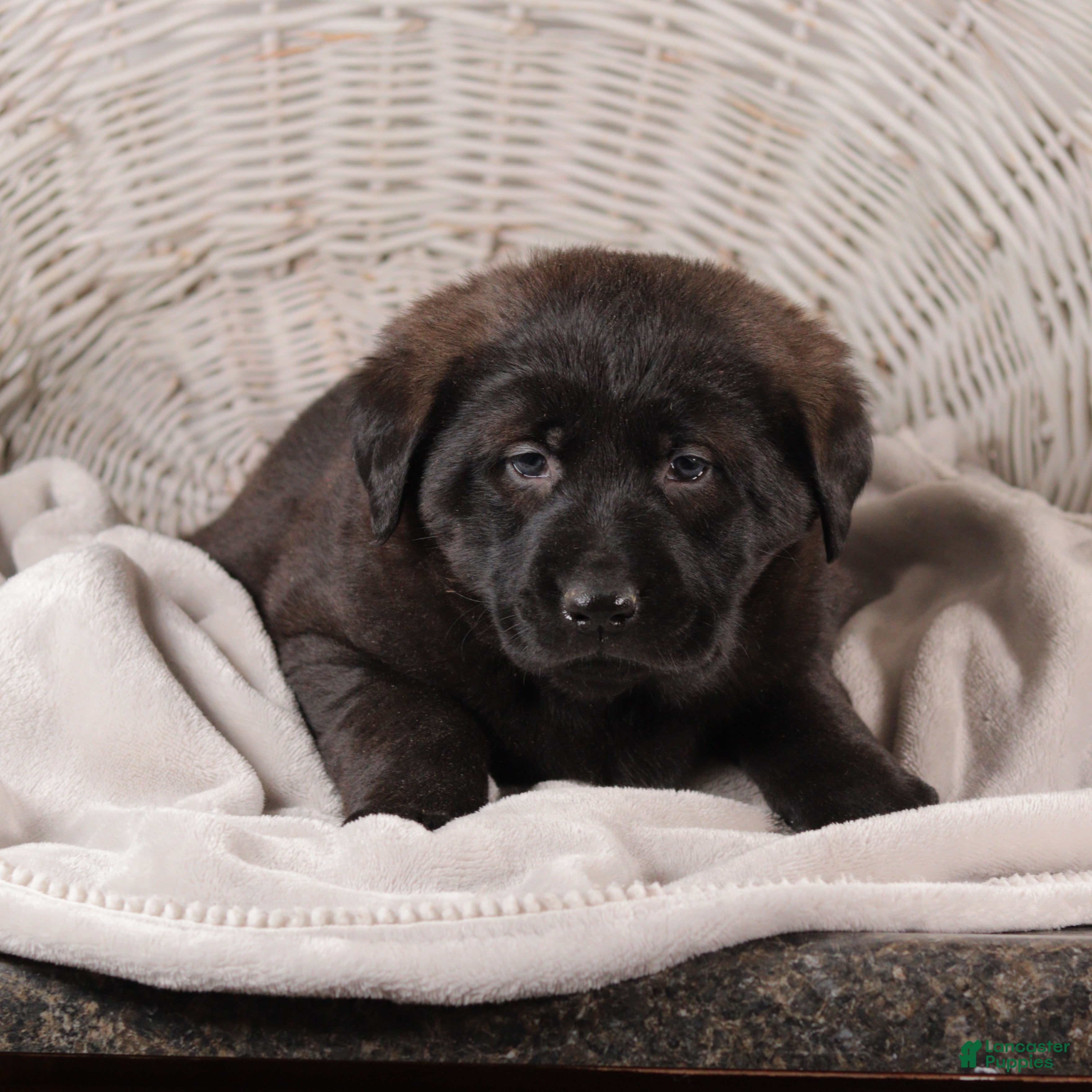 Mixed Breed dogs Violet - Ad 2