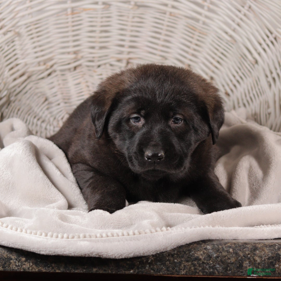 Mixed Breed dogs for sale: Violet - Ad 2