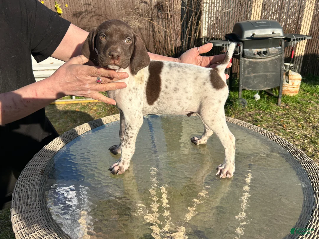 German Shorthaired Pointer dogs for sale: German Shorthaired Pointer Puppy 2 - Ad 1