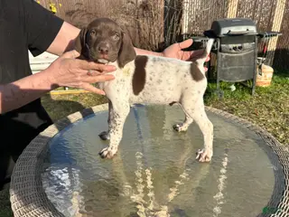 German Shorthaired Pointer dogs for sale: German Shorthaired Pointer Puppy 2 - Ad 3