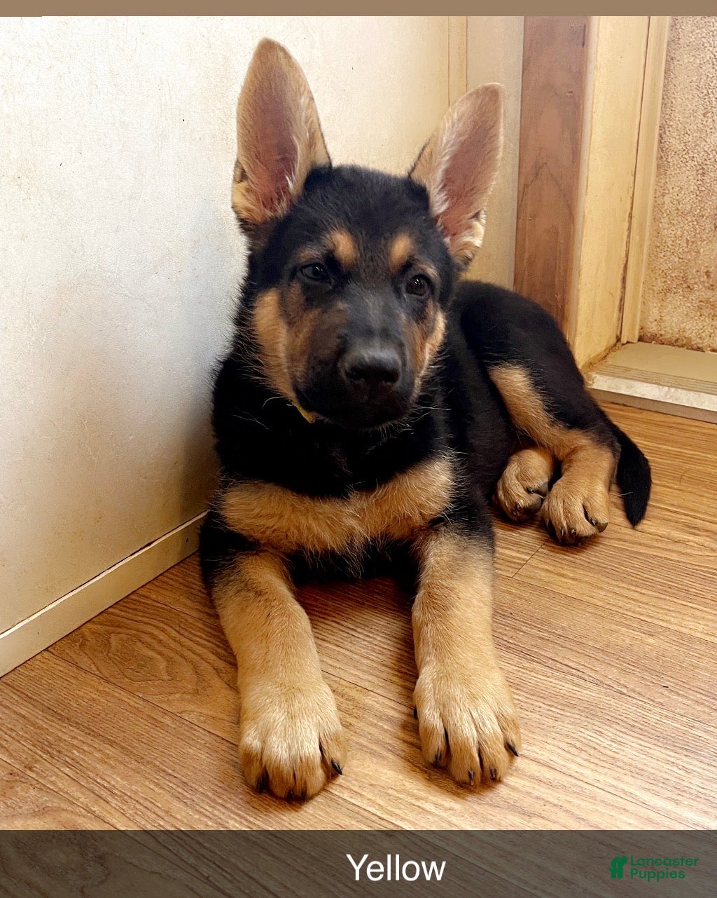 German Shepherd dogs German Shepherd Puppy 4 yellow - Ad 19