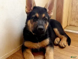 German Shepherd dogs German Shepherd Puppy 4 yellow - Ad 39