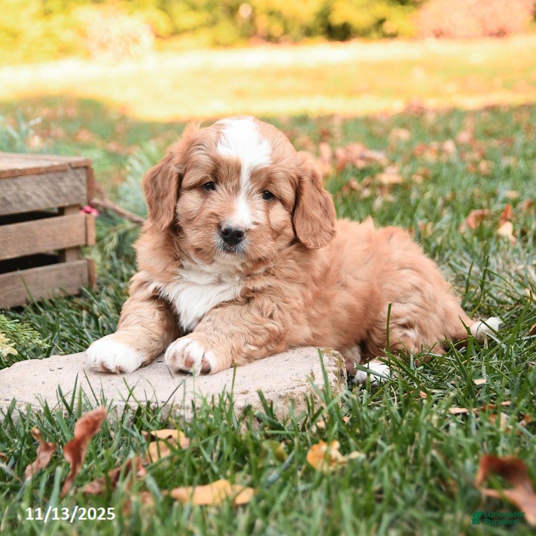 Mini Bernedoodle dogs for sale: Toby - Ad 2