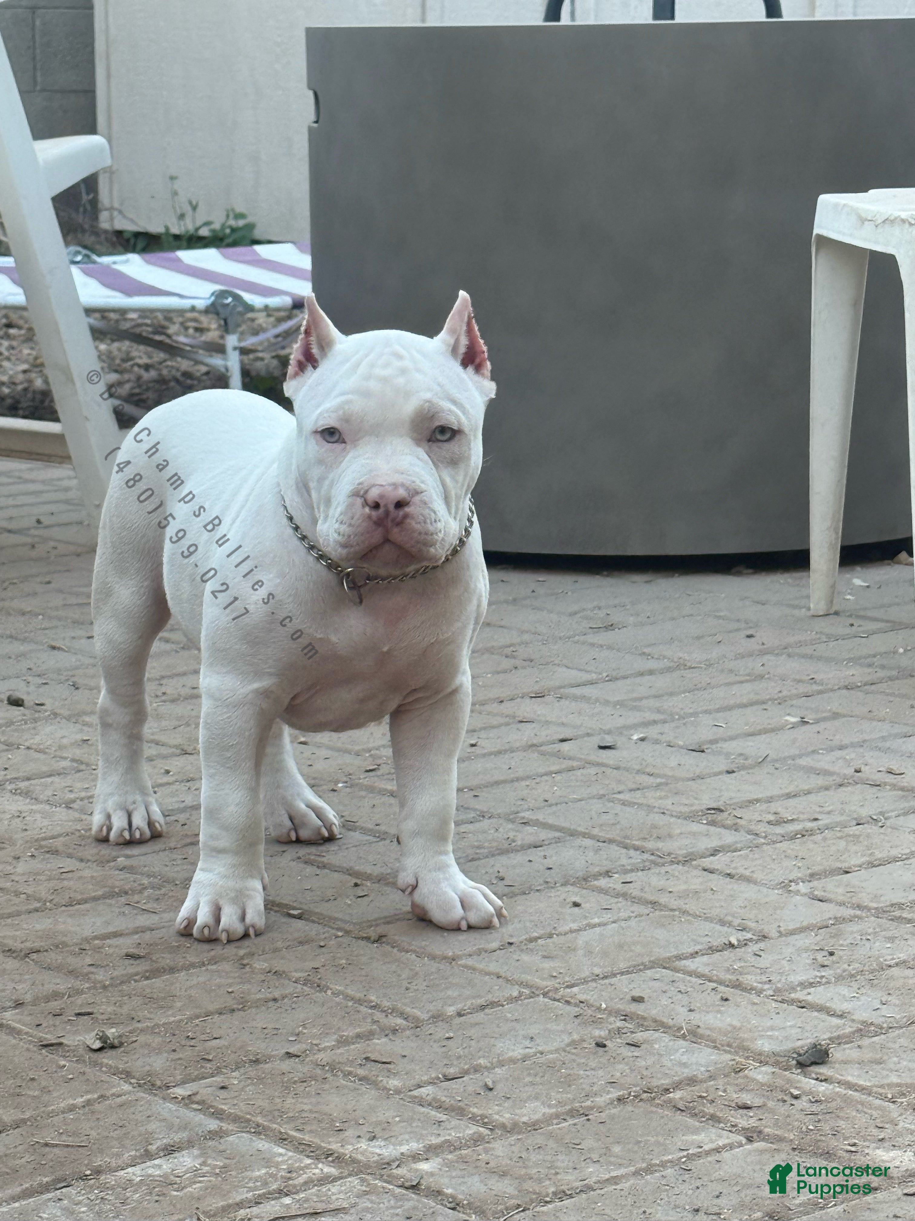 American Bully dogs American Bully Puppy 1 - Ad 1