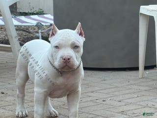 American Bully dogs American Bully Puppy 1 - Ad 1