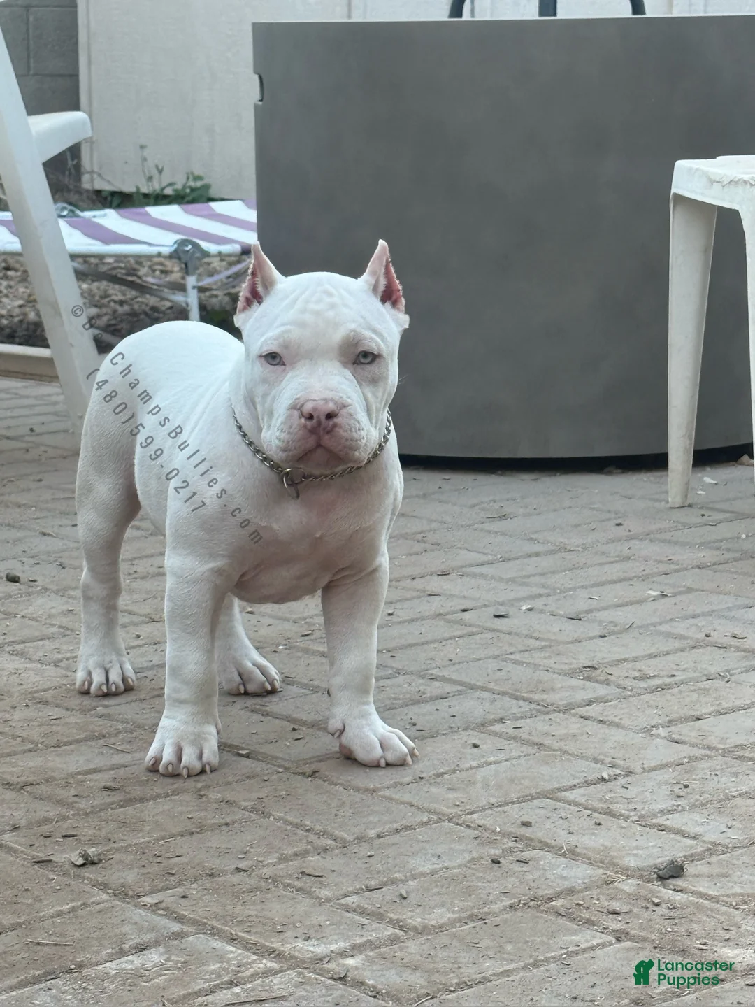American Bully dogs for sale: American Bully Puppy 1 - Ad 3