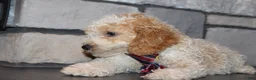 Mini Goldendoodle dogs for sale: Mini Ziggy - Ad 19