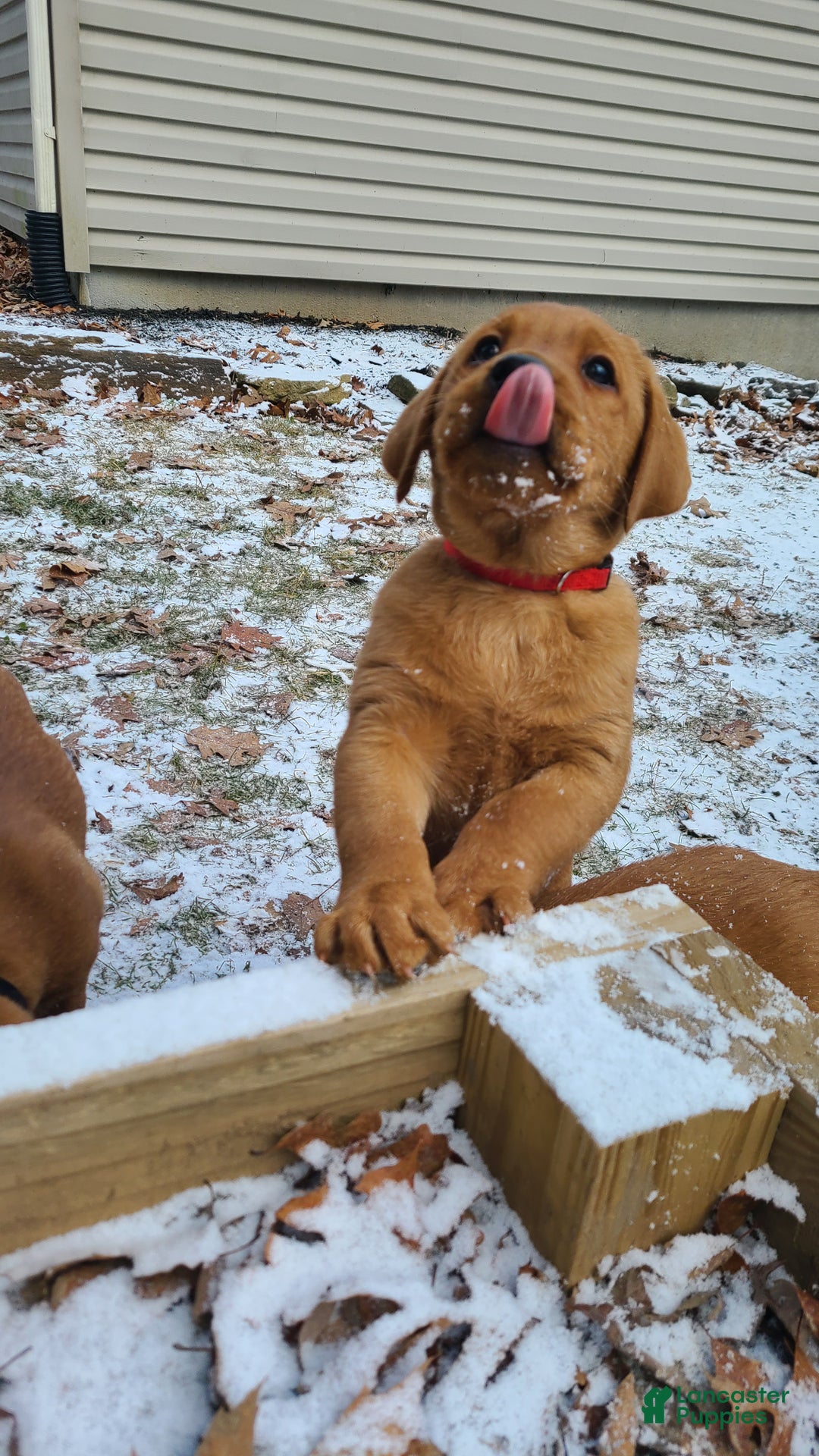 Labrador Retriever dogs for sale: Snur - Ad 2