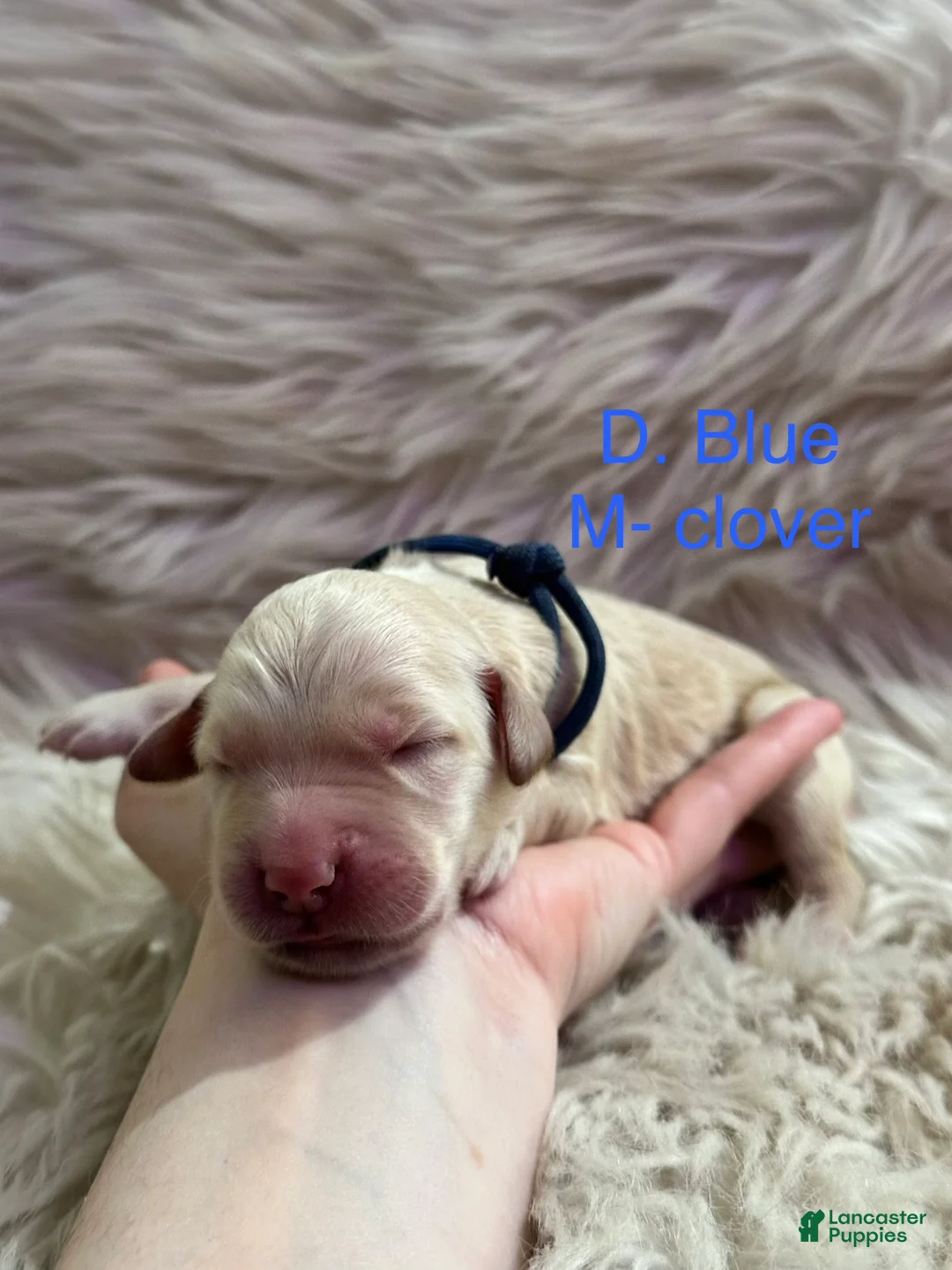 Goldendoodle dogs for sale: Goldendoodle Puppy 2 - Ad 2