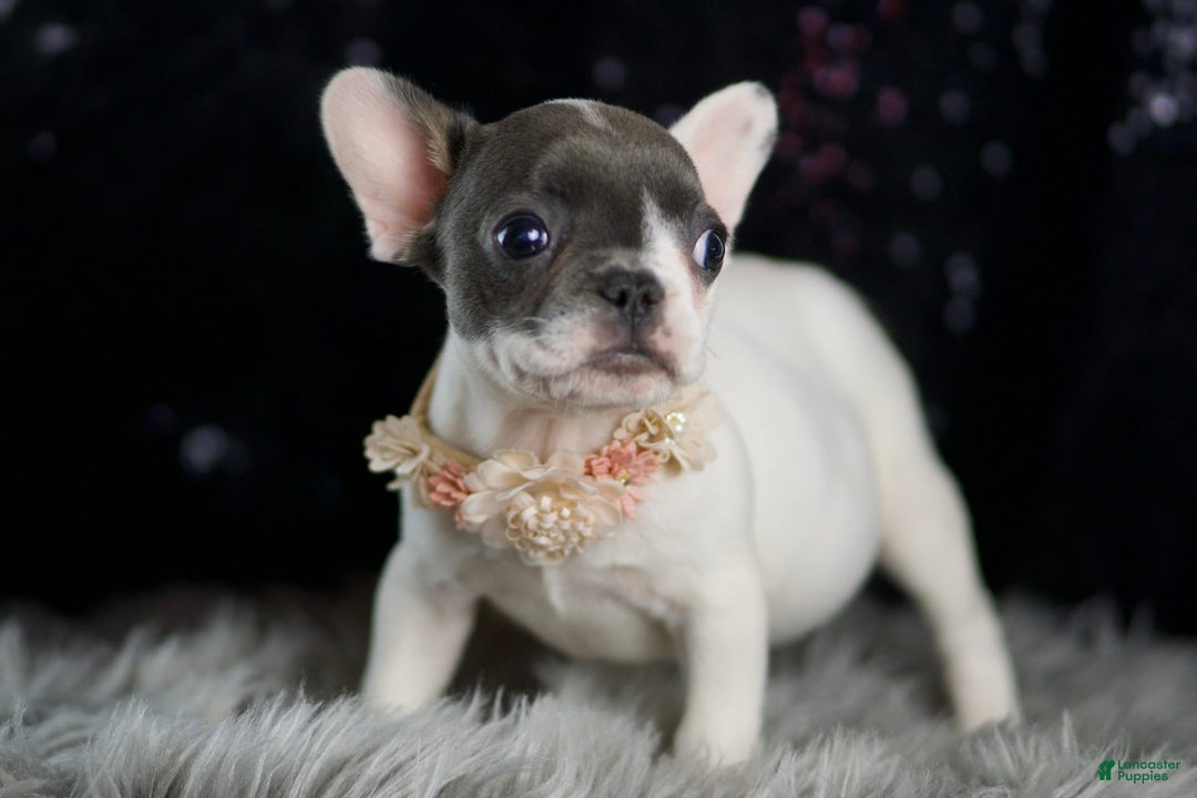 French Bulldog dogs for sale: Vivian - Ad 6