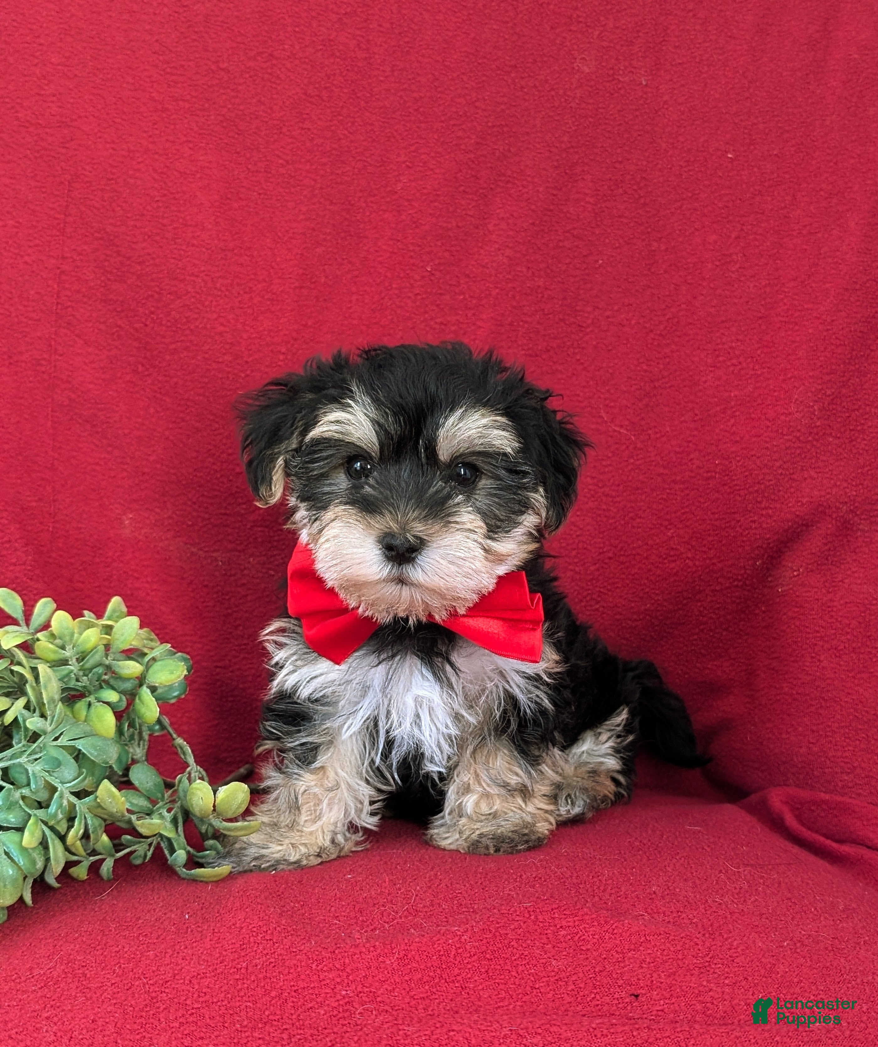 Morkie dogs Chas 6 lbs Full Grown - Ad 4