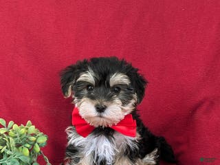 Morkie dogs Chas 6 lbs Full Grown - Ad 13