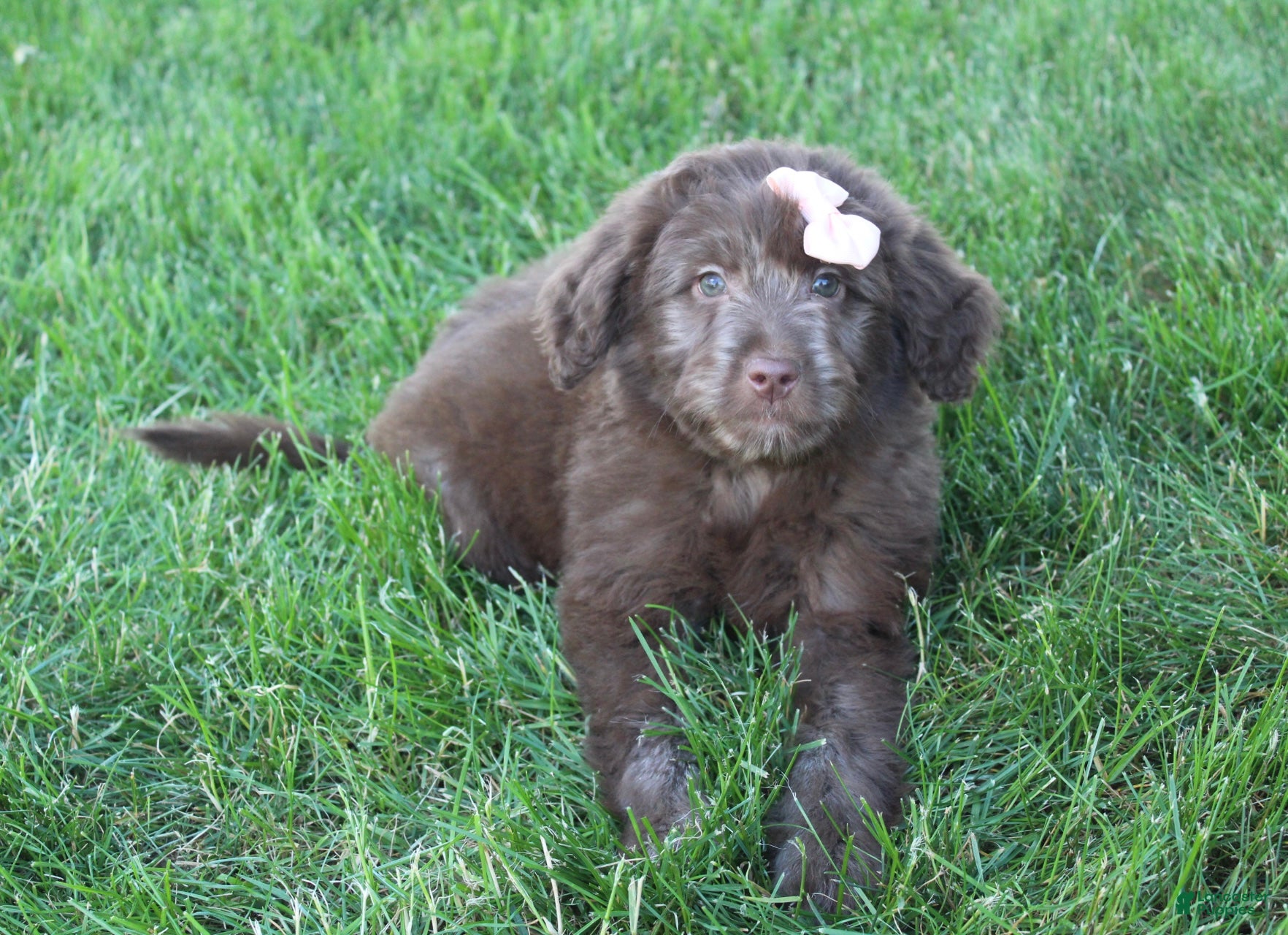 Mini Aussiedoodle dogs Callie - Ad 1