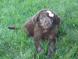Mini Aussiedoodle dogs for sale: Callie - Ad 1