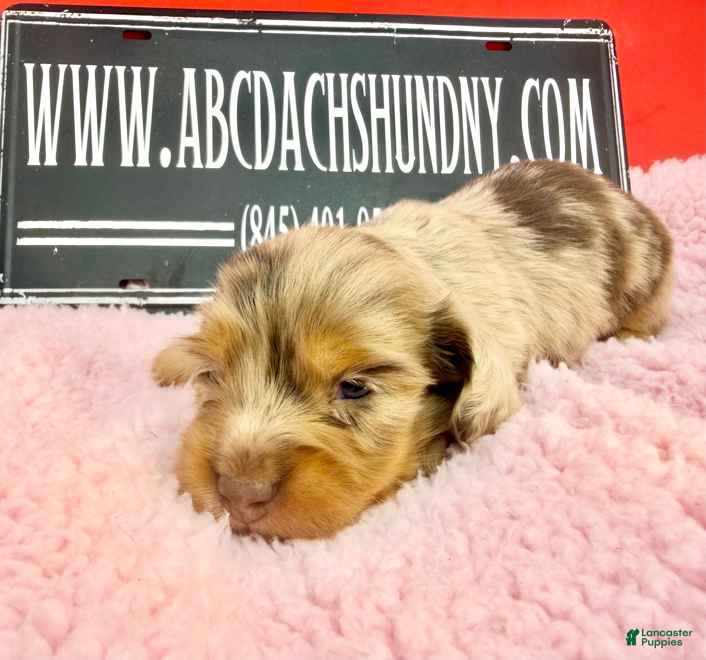 Miniature Dachshund dogs Russian akc - Ad 17