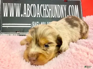 Miniature Dachshund dogs Russian akc - Ad 13