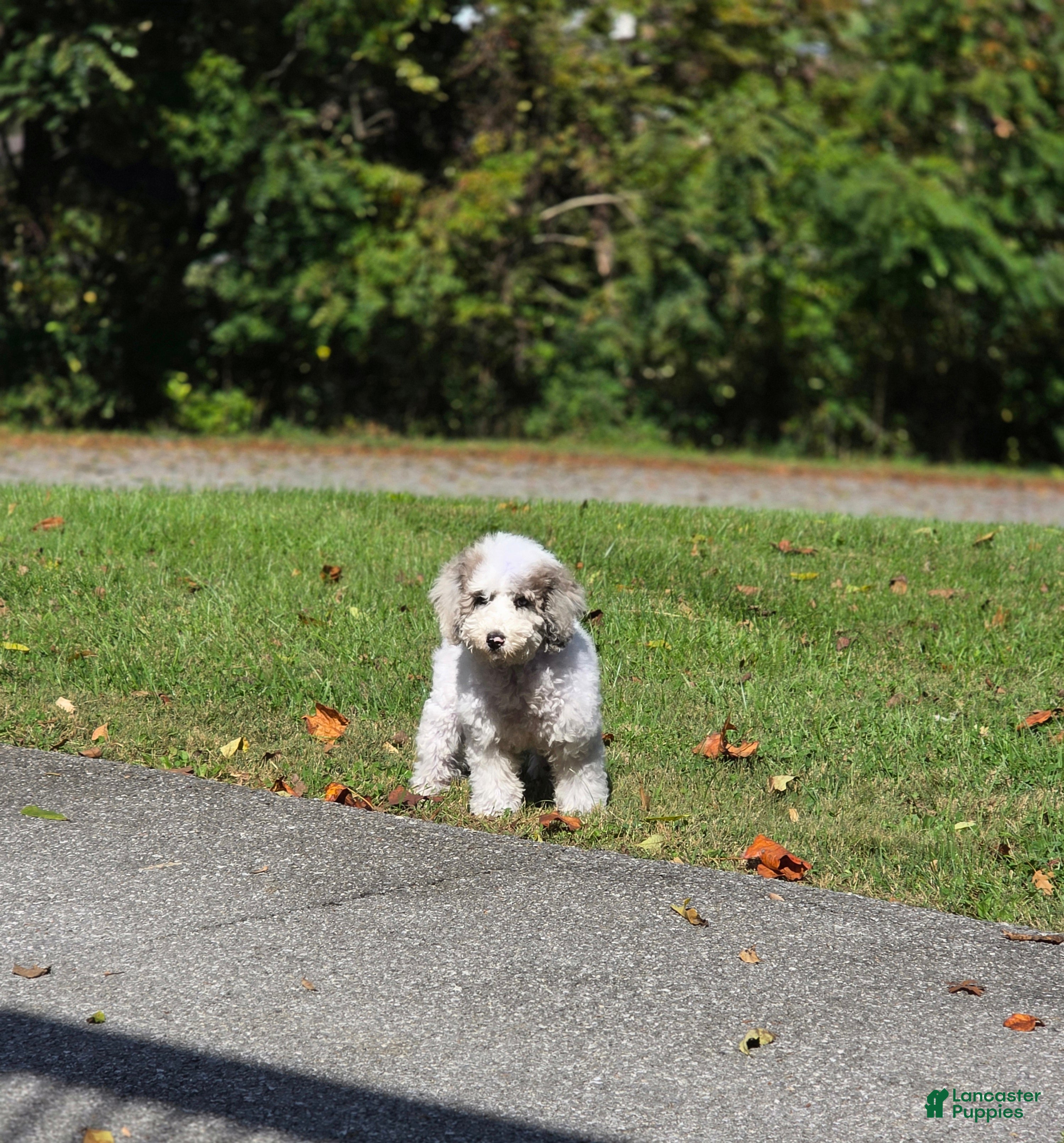 Mixed Breed dogs Happy  - Ad 9