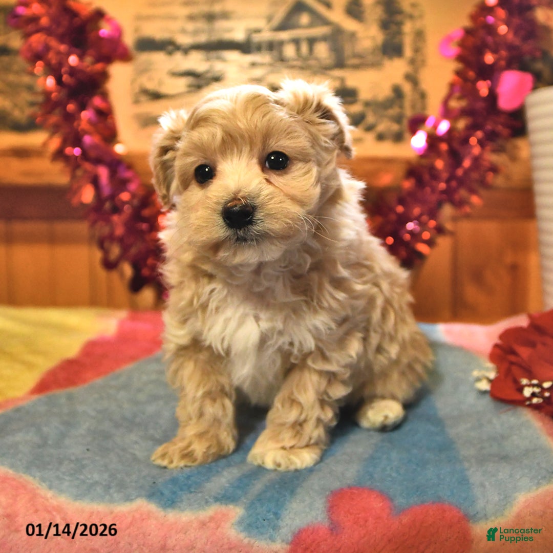 Maltipoo dogs for sale: Teddy - Ad 3