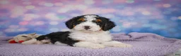 Mini Bernedoodle dogs for sale: Sparky - Ad 9