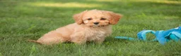 Mixed Breed dogs for sale: Buttons Munchkin Bernedoodle - Ad 7
