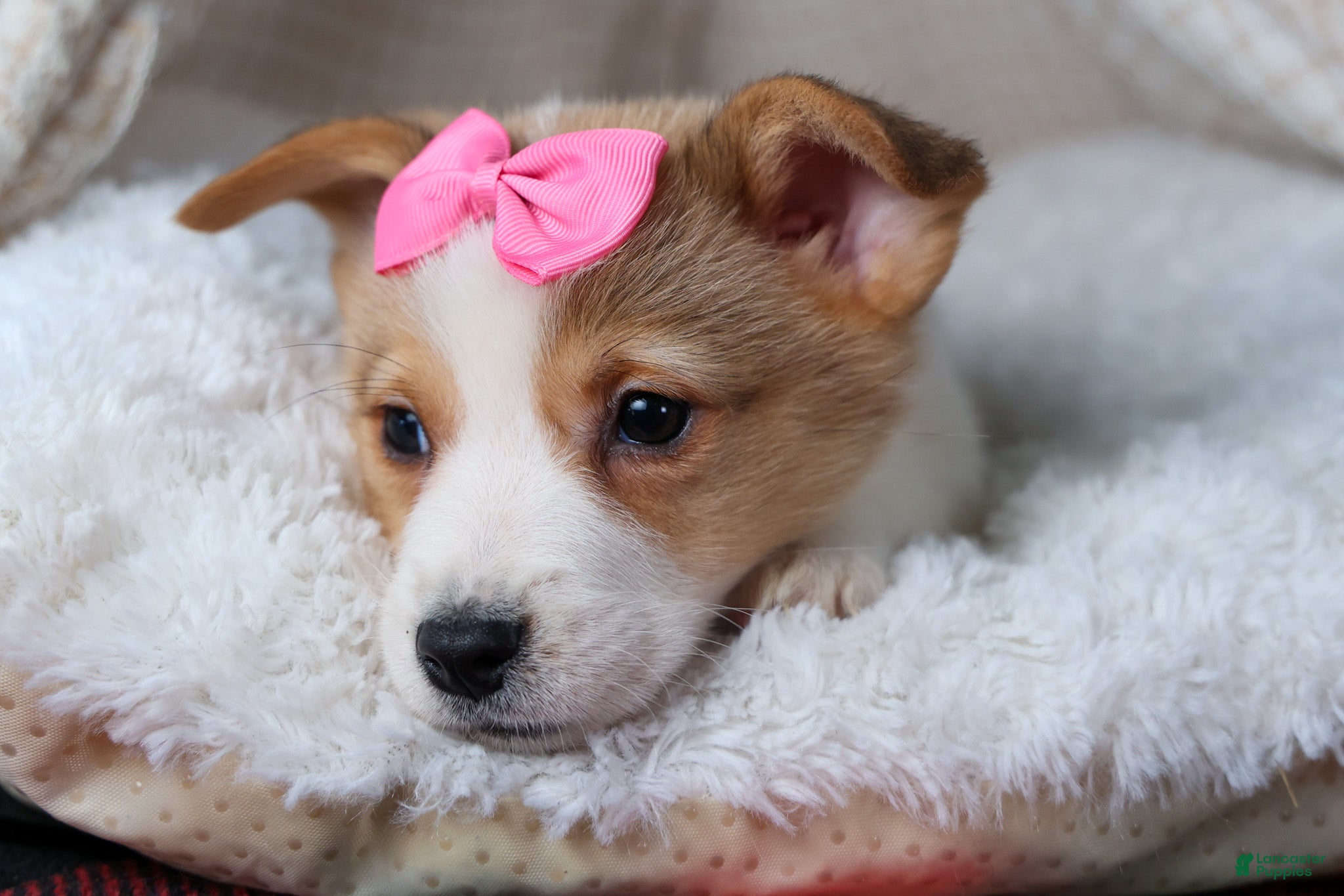 Welsh Corgi Pembroke dogs Morris - Ad 15