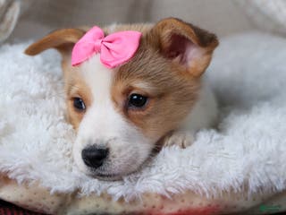 Welsh Corgi Pembroke dogs Morris - Ad 24