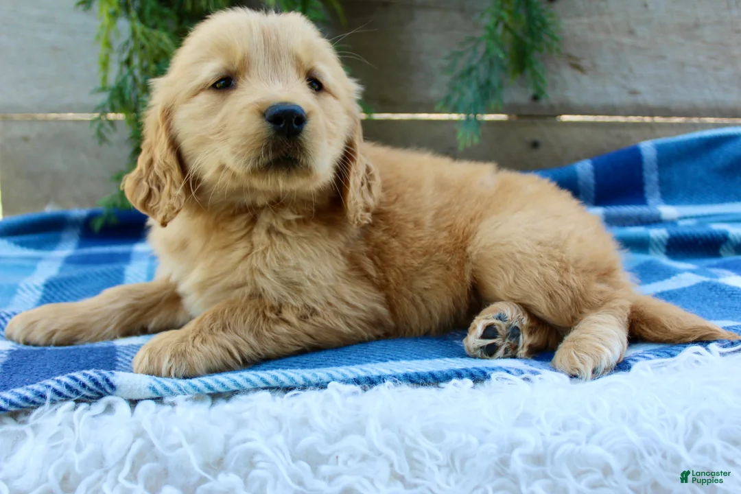Golden Retriever dogs for sale: Billy - Ad 2