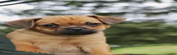 Jug dogs for sale: Bullet - Ad 1