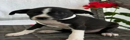 Mixed Breed dogs for sale: Gracey - Ad 4