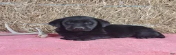 Labrador Retriever dogs for sale: Lexi - Ad 2