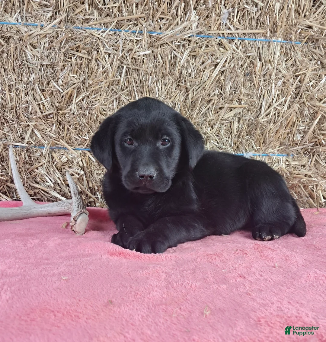 Labrador Retriever dogs for sale: Lexi - Ad 2