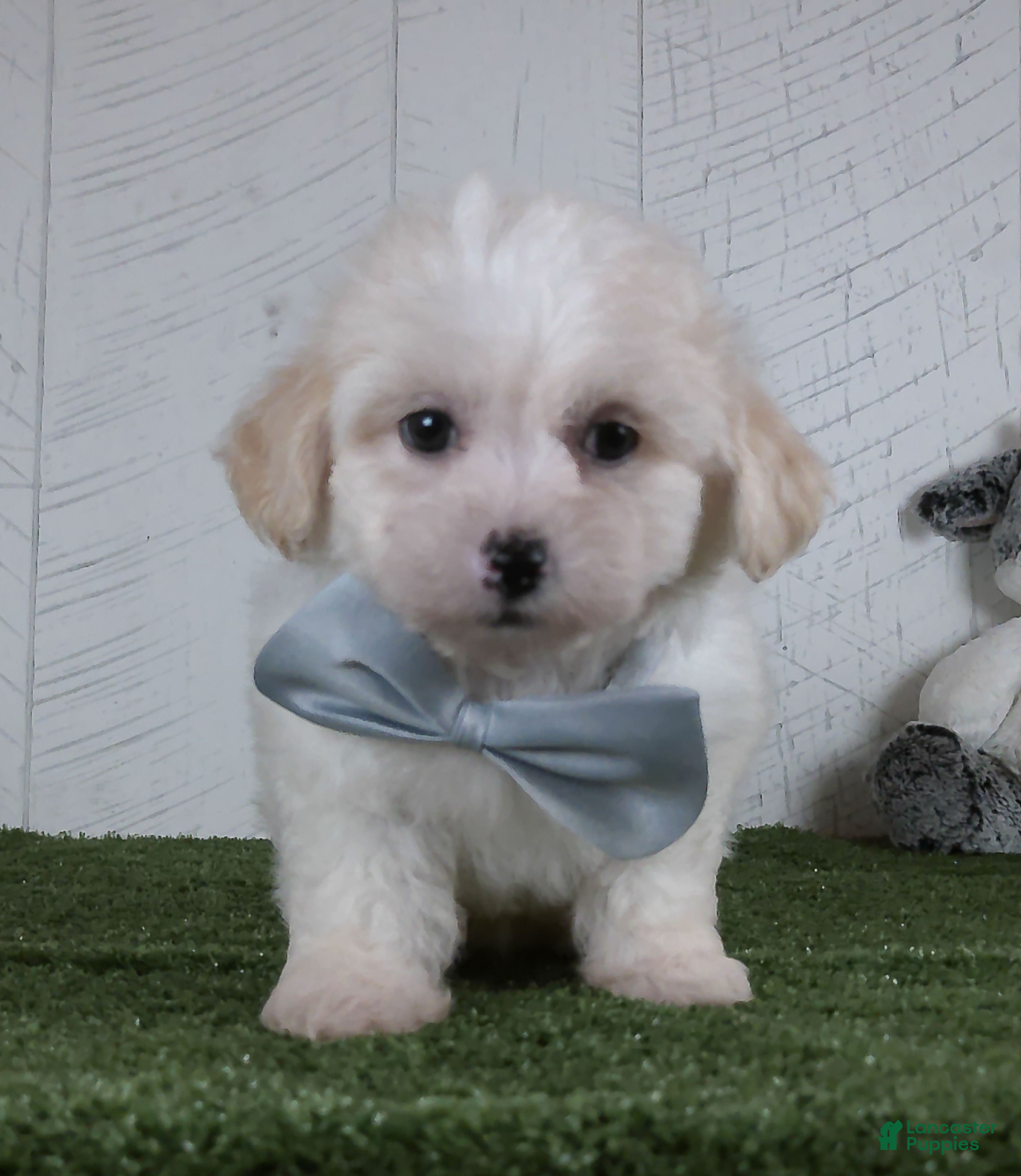 Teddy Bear dogs Noah - Ad 1