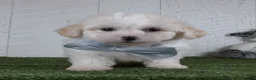 Teddy Bear dogs for sale: Noah - Ad 1