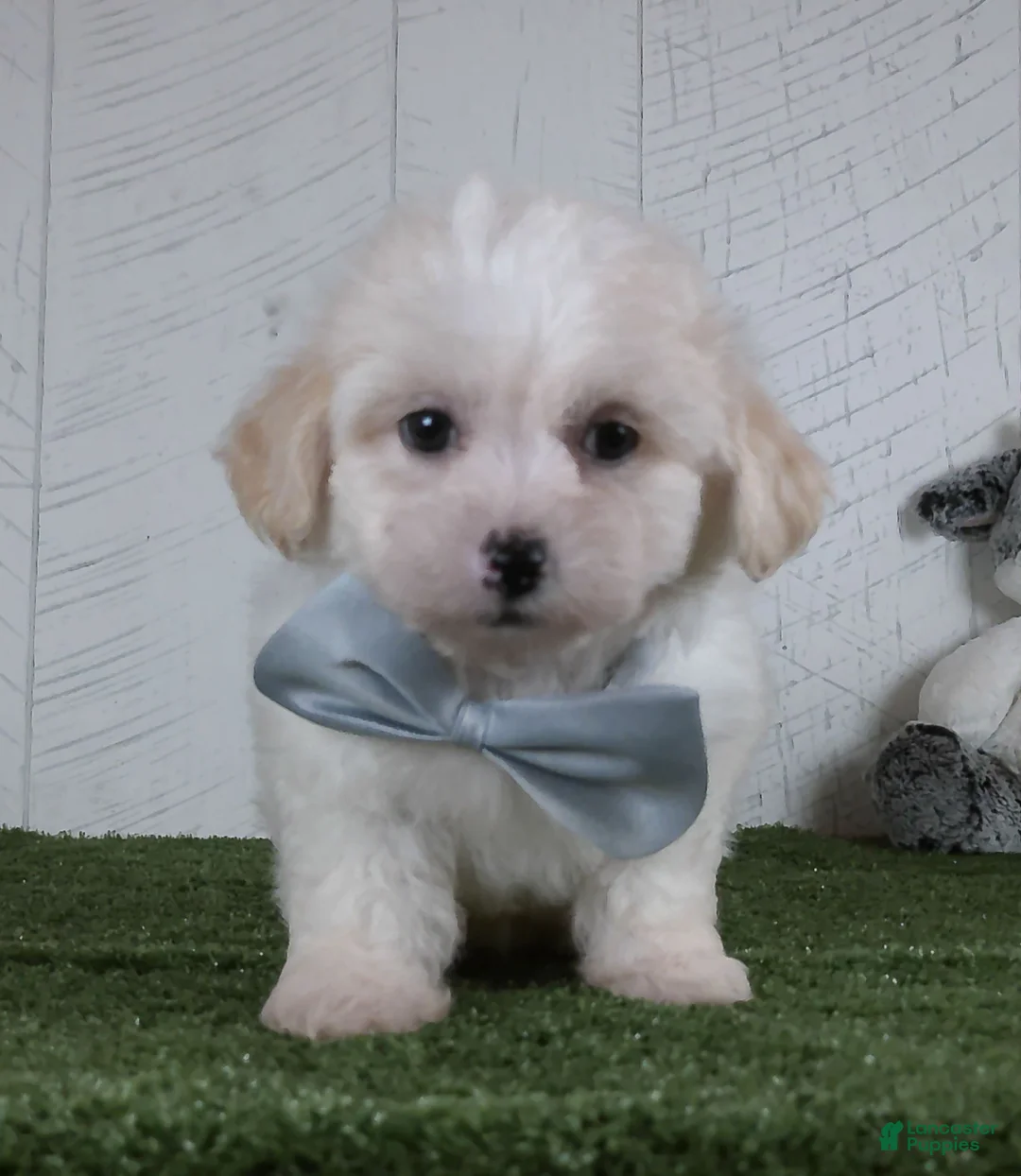 Teddy Bear dogs for sale: Noah - Ad 1
