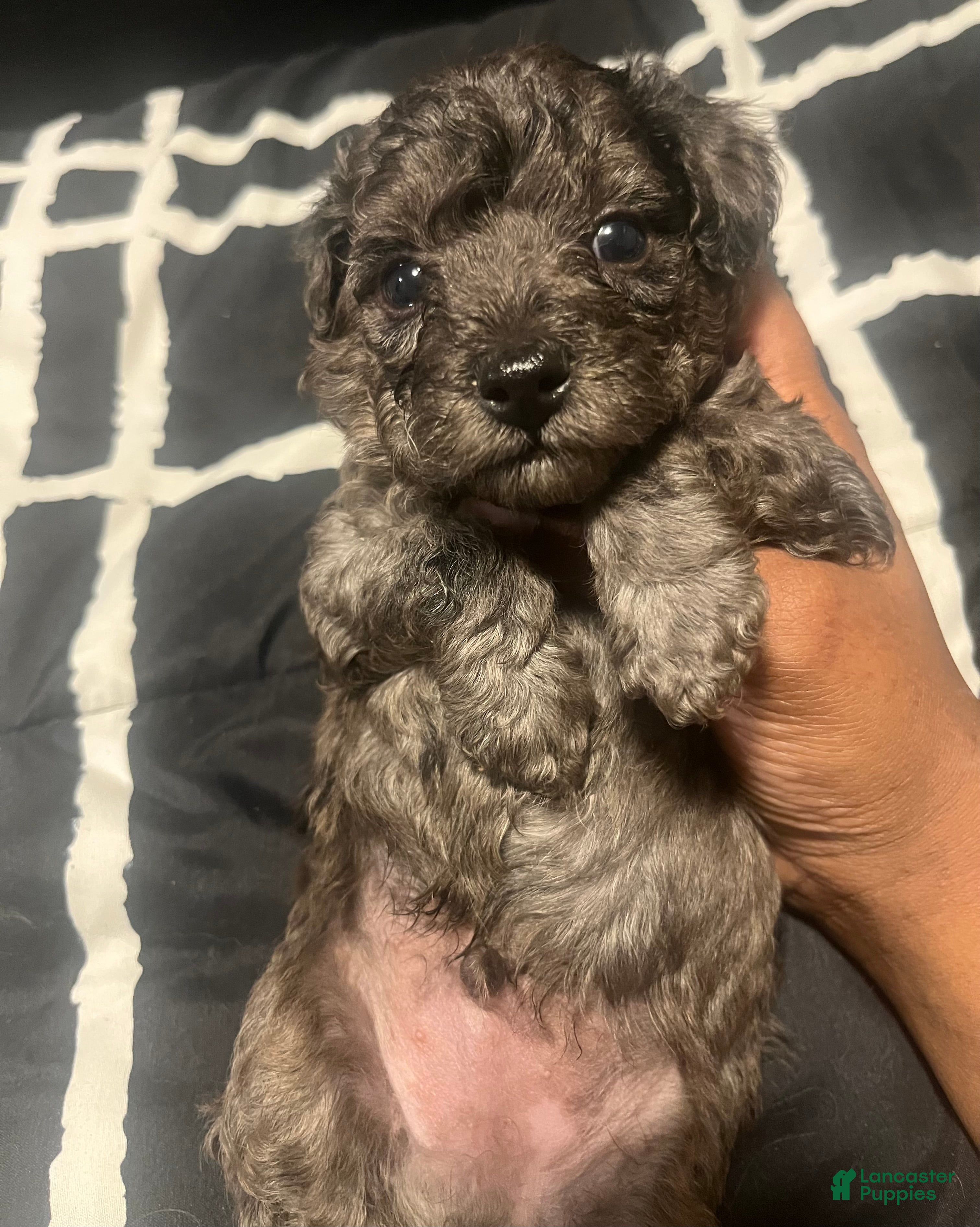 Yorkiepoo dogs Stitch - Ad 24