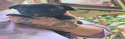 Frenchton dogs for sale: Sam - Ad 6