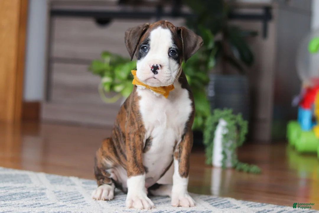 Boxer dogs for sale: Jax - Ad 5