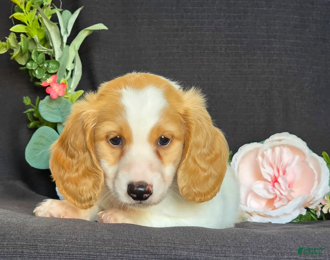 Miniature Dachshund dogs for sale: Dawson - Ad 2